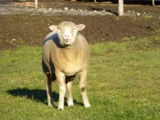 Tiere auf dem Hof