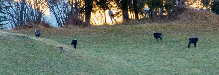 Gämse vor der Haustüre, Myrtha Joos, Valendas